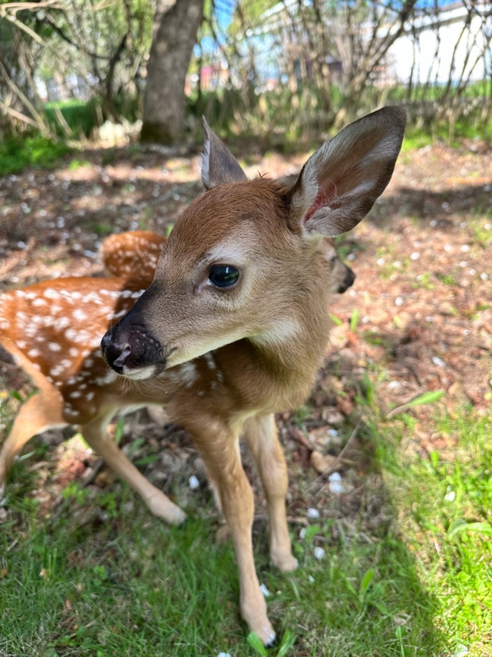 Adorable Fawn Photo Print - Brown & White Spotted